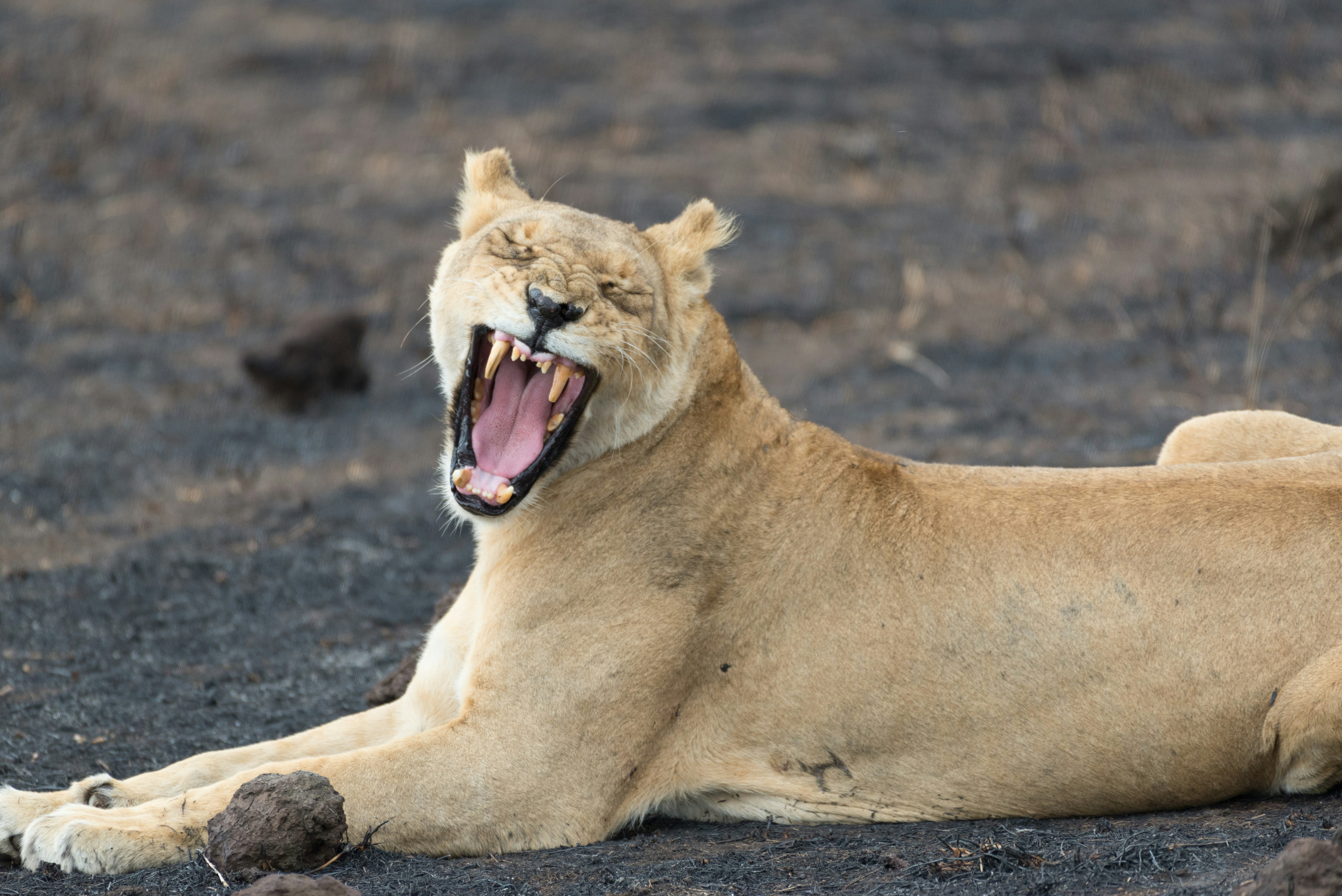 Elliot Africa Safaris Guide