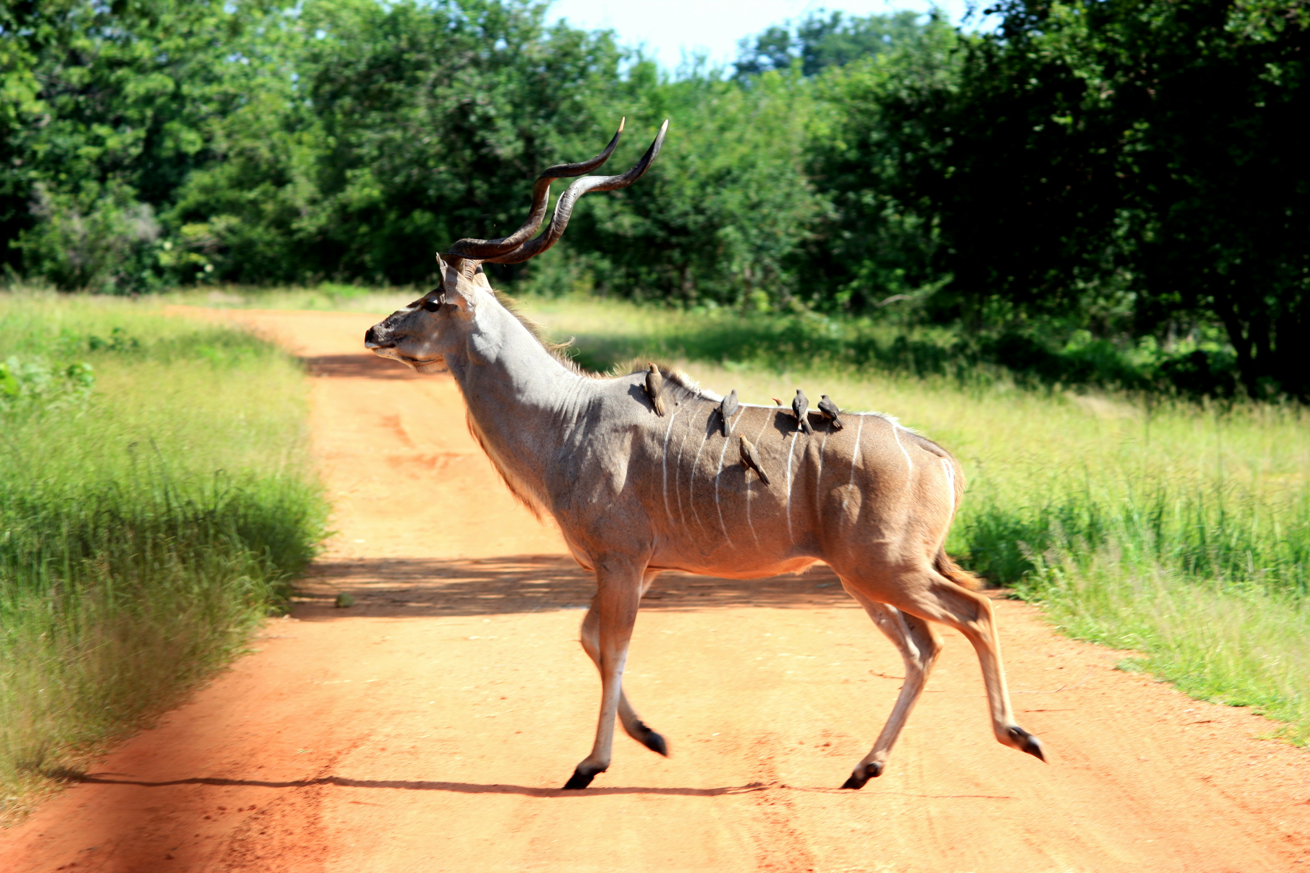 About Elliot Africa Safaris