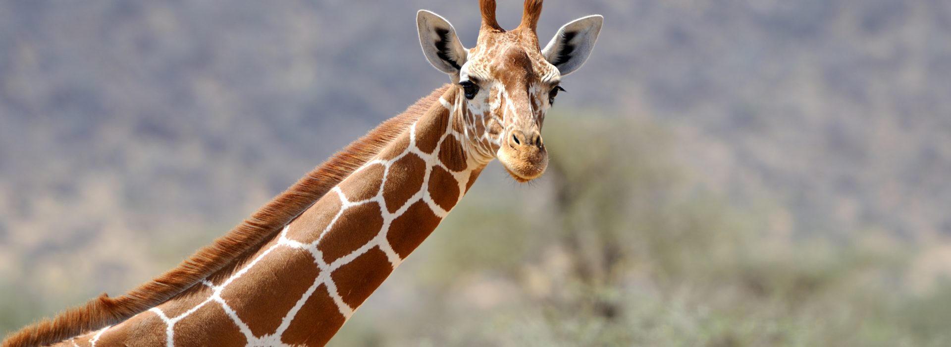 4-Day Akagera Big Five Safari