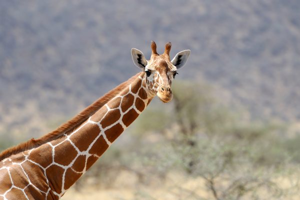 4-Day Akagera Big Five Safari