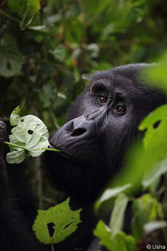 Bwindi Gorillas