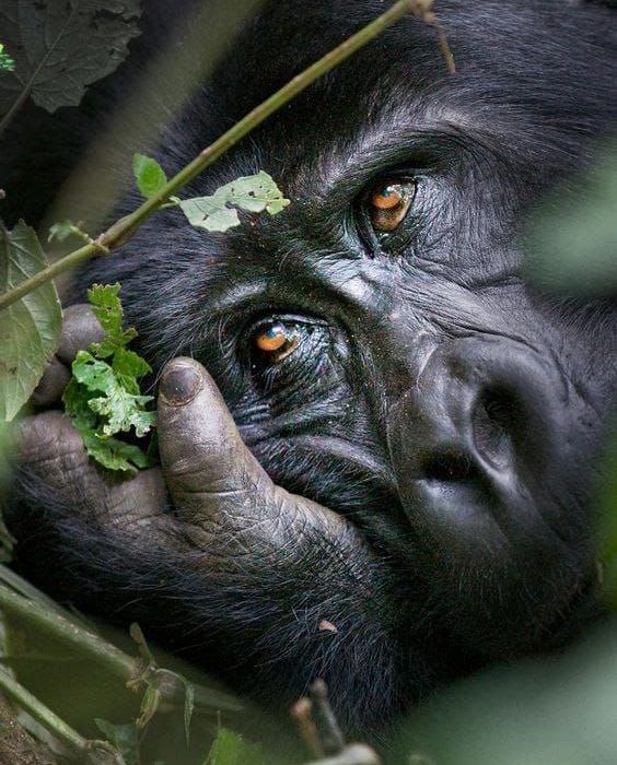 13-Day Gorillas Wildlife & Chimps