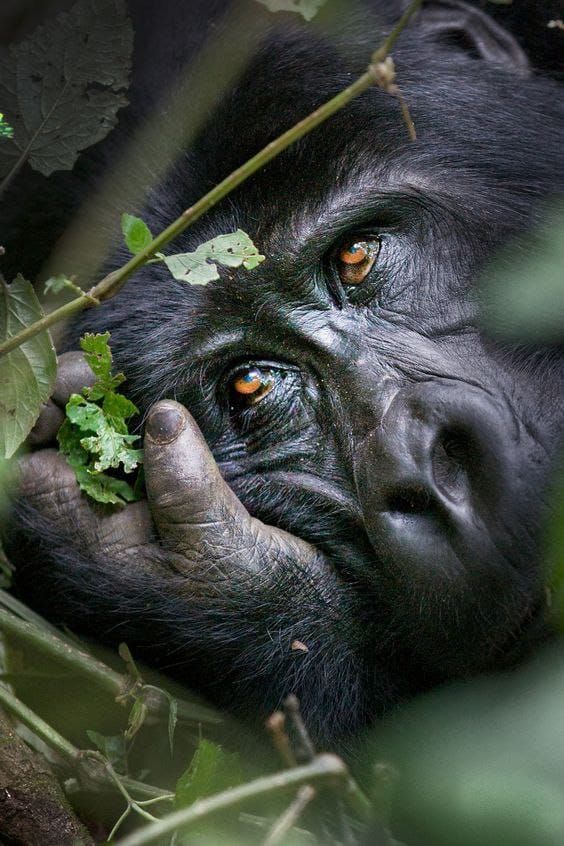 Rwanda Gorillas