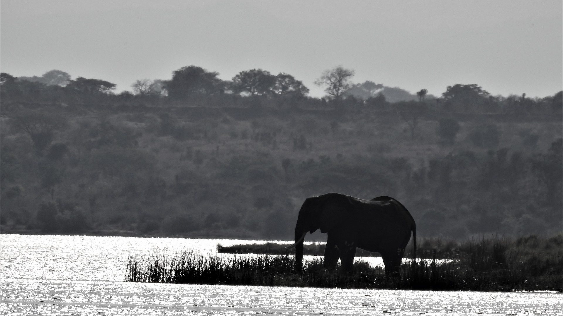 Amboseli Elephants