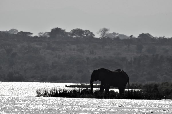 5-Day Amboseli & Tsavo Safari