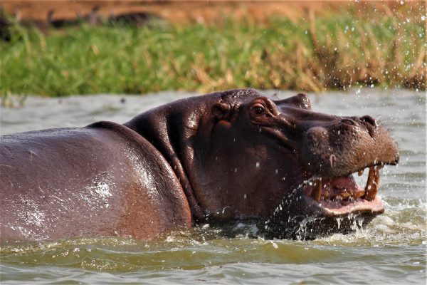 18-Day Grand Uganda Explorer