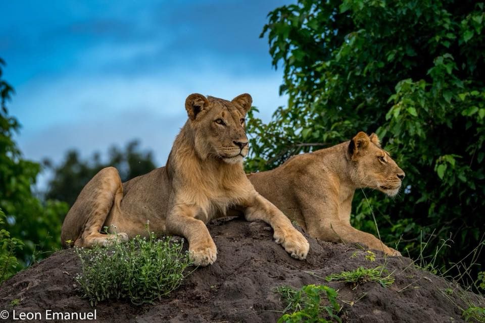 Game Drives