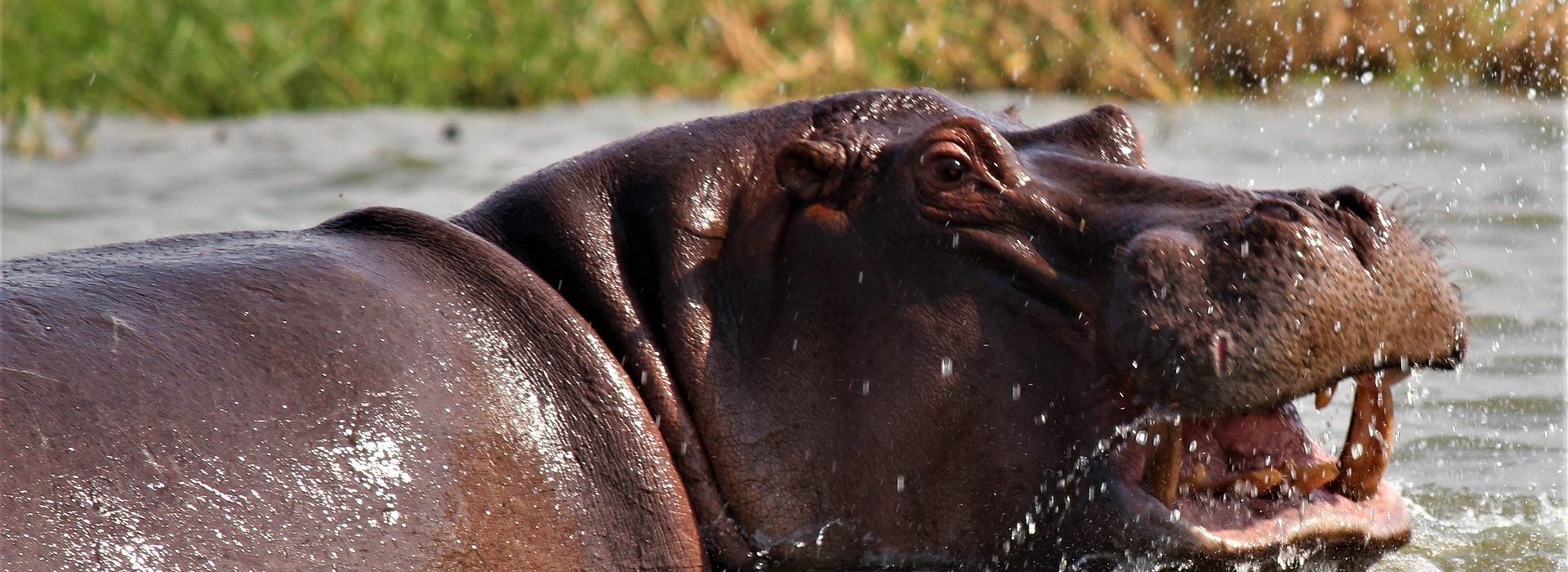 3-Day Kibale Chimpanzee Safari