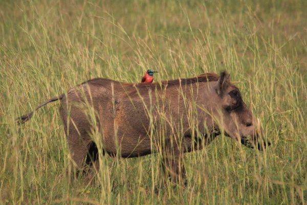 5-Day Uganda Primate Safari