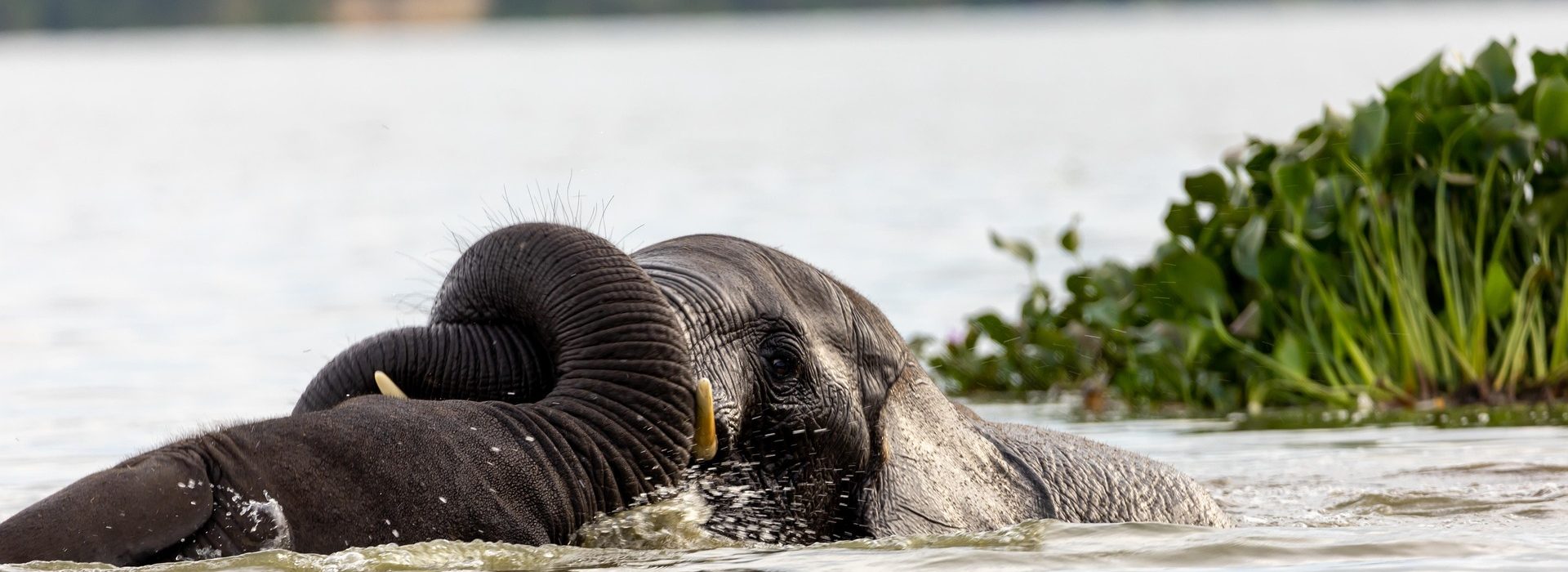 12-Day Uganda Immersion Safari