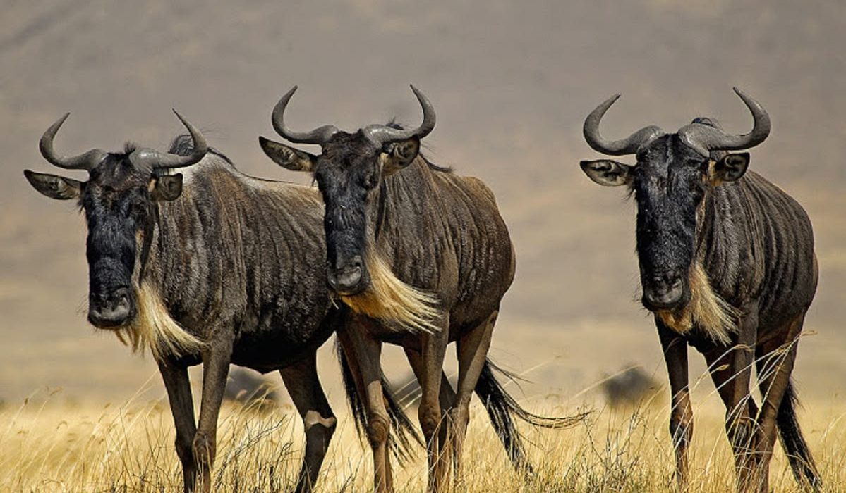 10-Day Serengeti Migration Safari
