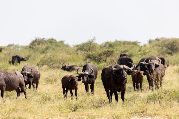 South Africa