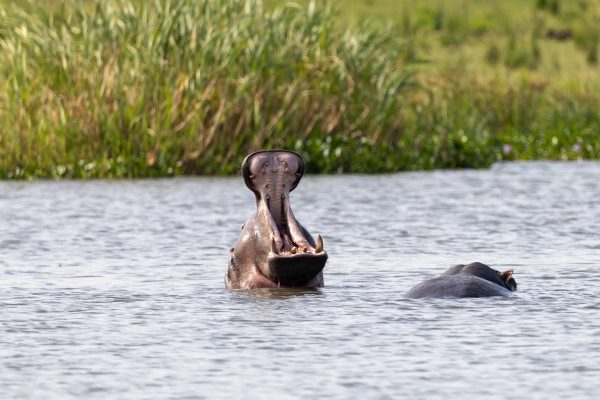 Boat Safaris
