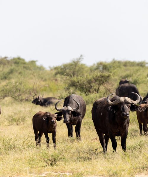 Game Drives
