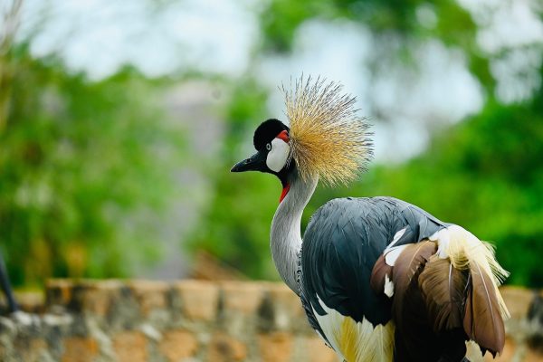 Photography Safaris