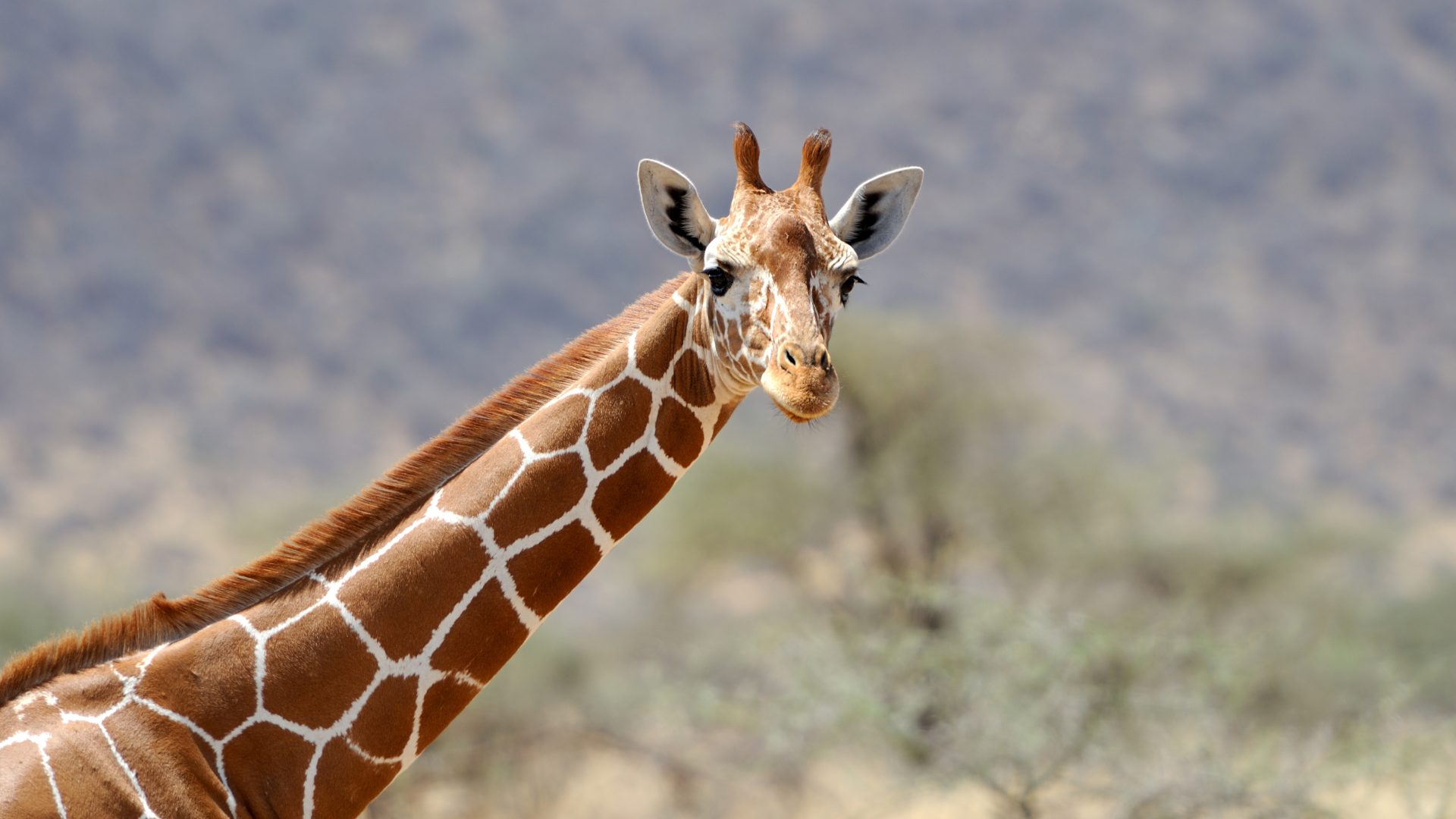 Giraffe Close-up