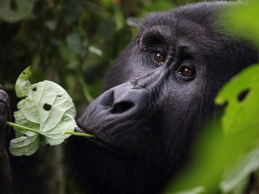 4-Day Gorilla & Golden Monkey Trek
