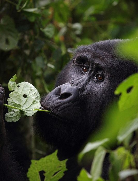 5-Day Rwanda Primates & Culture