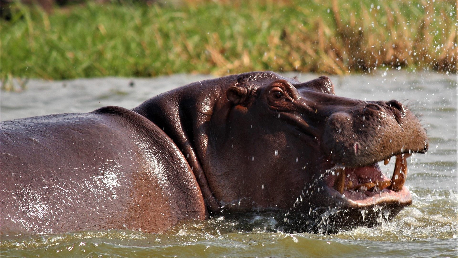 Murchison Falls
