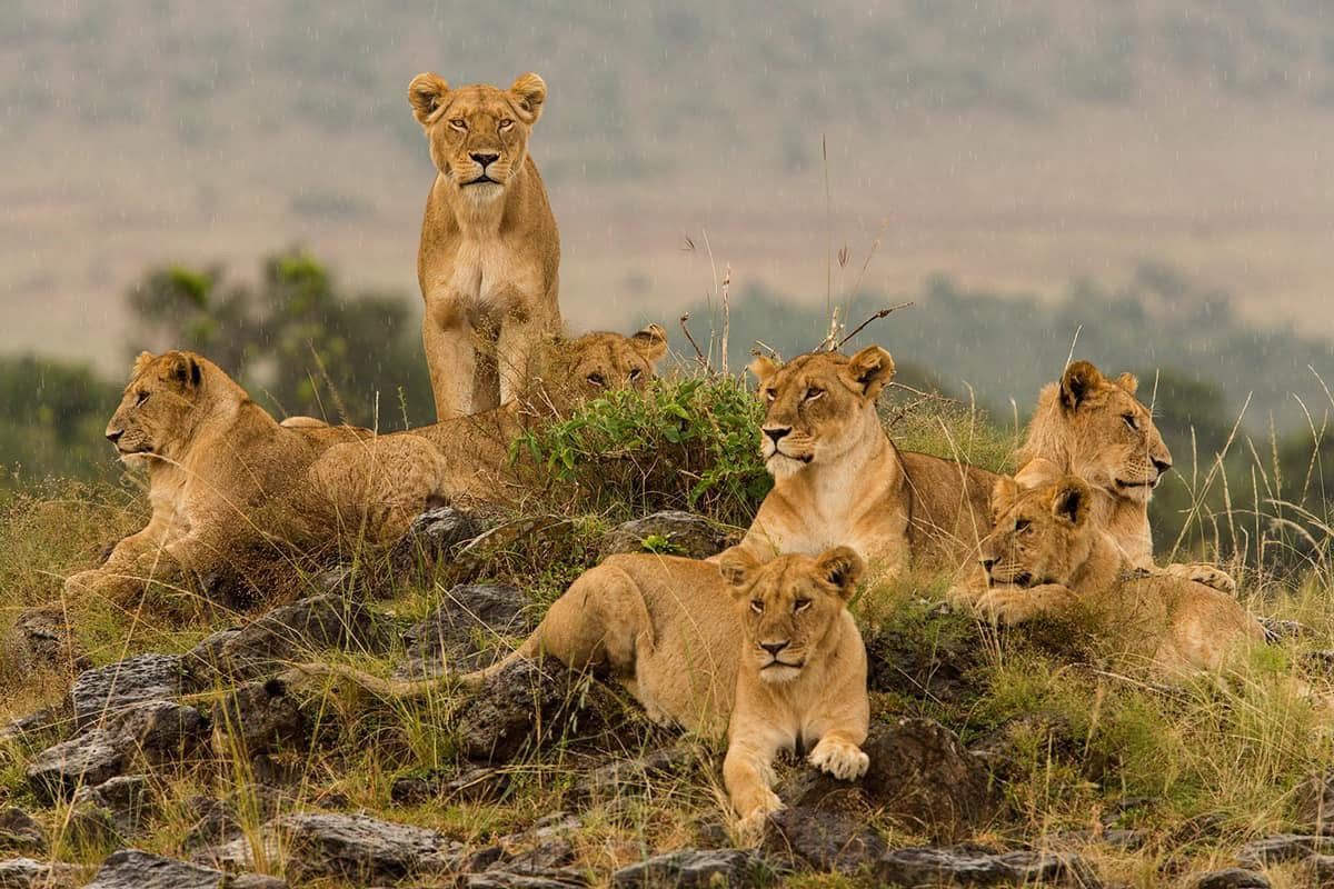 Masai Mara