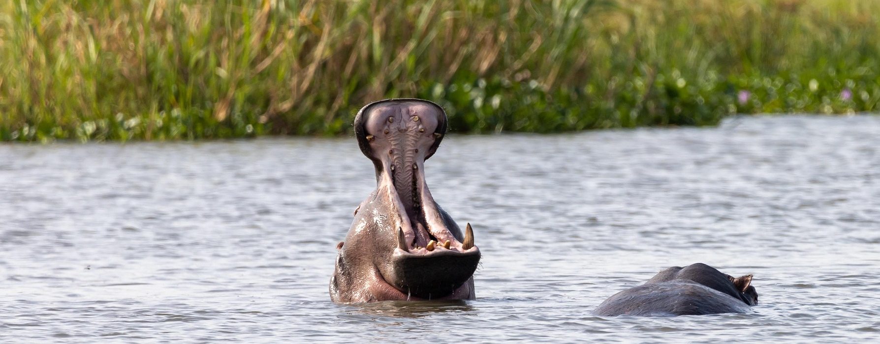 4-Day Murchison Falls & Chimps