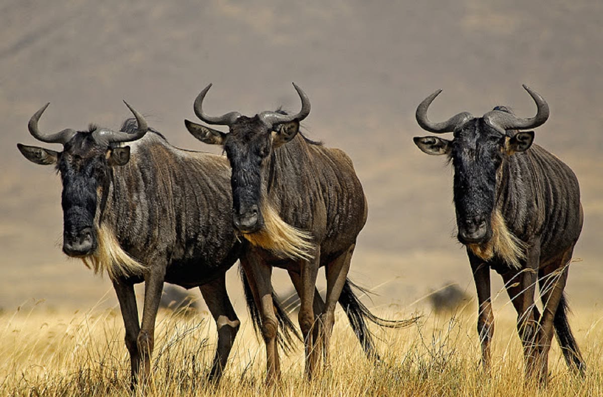 Serengeti Migration